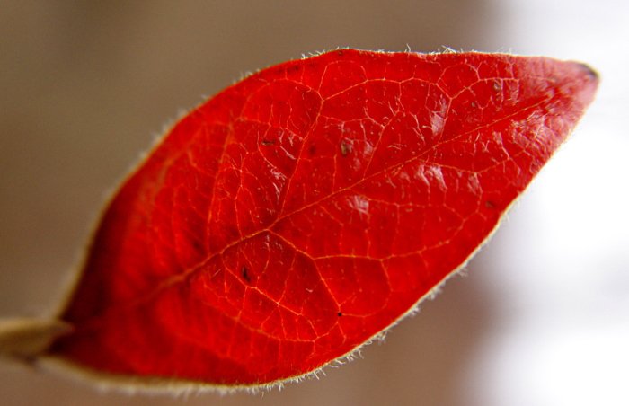 Ein rotes Blatt leuchtet