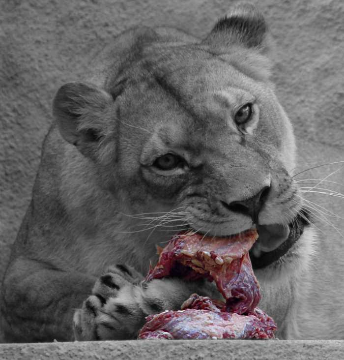 Löwin beim Fressen