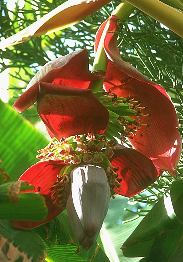 Bananenblütenstaude