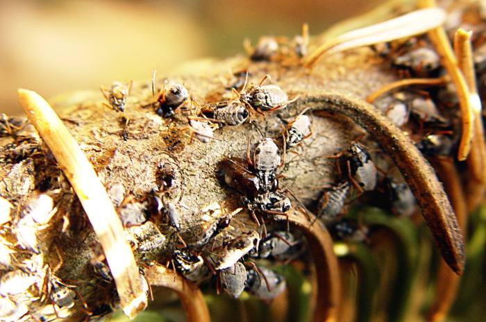 Baumläuse bei der Arbeit