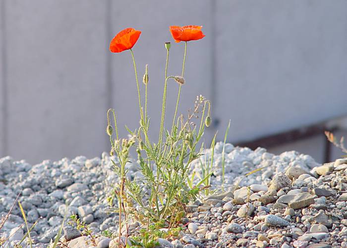 Mohn auf Beton