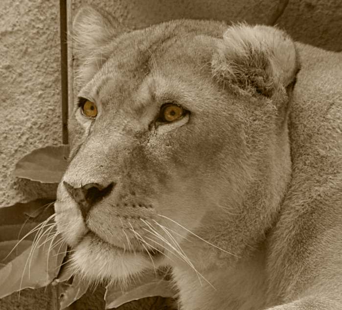 Löwin aus dem Tierpark