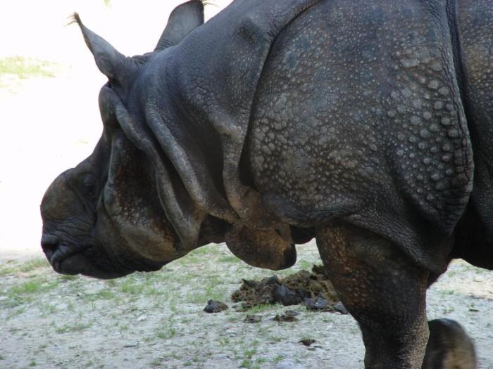 Fast schon ausgestorben