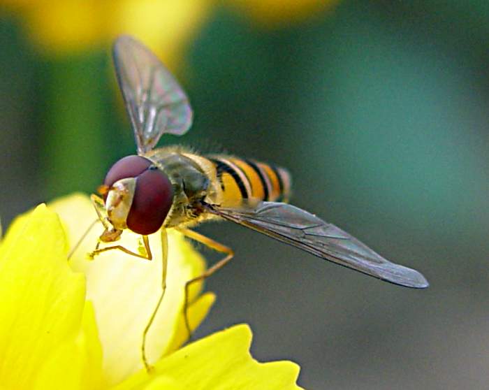 gelbe Schwebfliege
