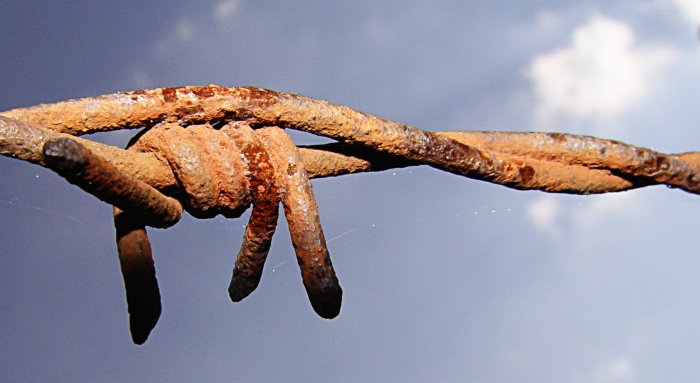 Der Stachel der Freiheit