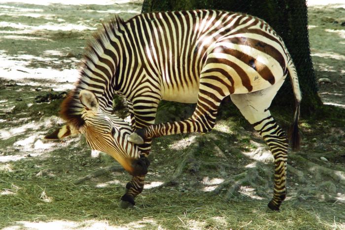 Ein sich kratzendes Zebra